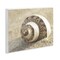 Stupell Industries Neutral Tone Seashell Wall Plaque Design by Dora Rotondella